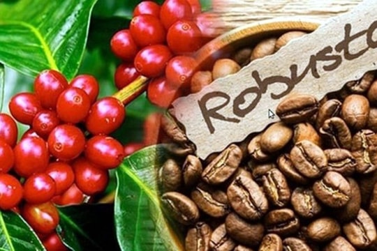 Giá cà phê hôm nay 8/3: Thị trường nội địa tăng nhẹ, tiến sát ngưỡng 97.000 đồng/kg