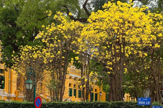Hà Nội rực rỡ sắc vàng hoa phong linh: 4 tọa độ check-in đẹp như phim điện ảnh