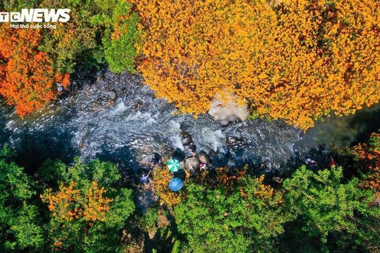 Gia Lai: Mùa hoa trang rừng rực đỏ bên suối Tà Má thu hút du khách