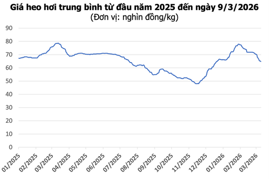Giá heo hơi hôm nay 9/3: Giảm diện rộng 1.000 - 2.000 đồng/kg trên cả nước