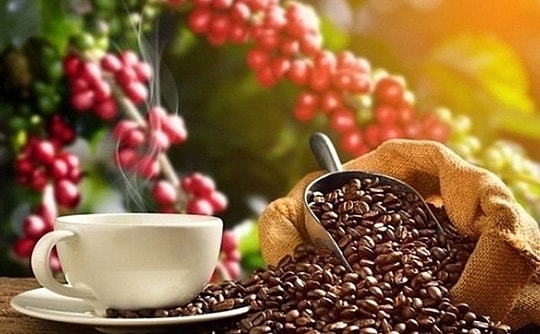 Giá cà phê hôm nay 9/3: Robusta tăng hơn 4%, trong nước đạt 96.700 đồng/kg
