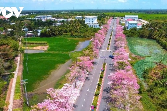 Sóc Trăng: Say lòng trước cung đường kèn hồng rực rỡ tại xã Phú Tâm