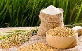 Giá lúa gạo ngày 9/3/2026: Giao dịch trầm lắng, gạo Nàng Nhen giữ mức 28.000 đồng/kg