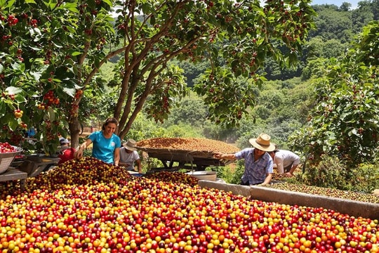 Liên Hợp quốc thông qua nghị quyết về ngày quốc tế Cà phê