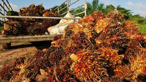 Sản lượng dầu cọ Malaysia dự báo giảm 17% do lũ lụt nghiêm trọng tại bang Sabah