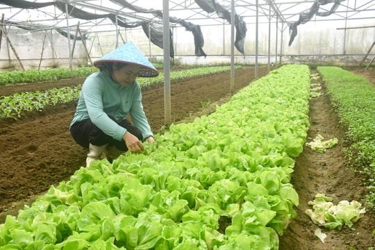 Hiện đại hóa ngành trồng trọt: Quản lý chặt sức khỏe cây trồng
