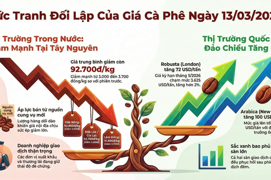 Giá cà phê hôm nay 13/3/2026: Tây Nguyên giảm tới 3700 đồng/kg