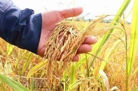 Giá lúa gạo ngày 13/3: Lúa OM 18 ở mức 6.100 đồng/kg, thị trường gạo trầm lắng