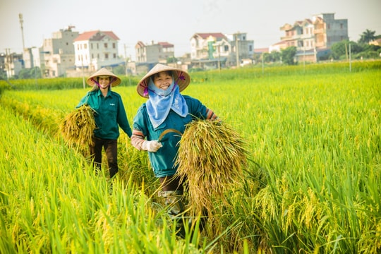 Giá lúa gạo hôm nay 13/3/2026: Lúa tươi giữ giá