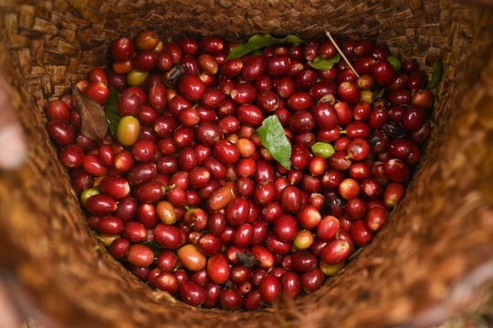 Giá cà phê hôm nay 14/3/2026: Tây Nguyên giảm mạnh, Robusta xuống thấp nhất 7 tháng