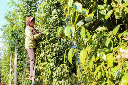 Giá tiêu hôm nay 14/3/2026: Nhiều vùng tăng trở lại, Lâm Đồng đạt 146.500 đồng/kg