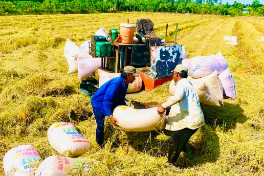 Giá lúa gạo hôm nay 17/3/2026: Đi ngang diện rộng, sức mua vẫn yếu