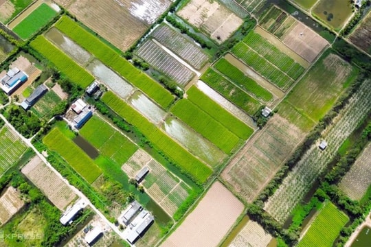 Cà Mau: Cánh đồng hoa thì là nhuộm vàng rực rỡ vùng ven biển Hiệp Thành