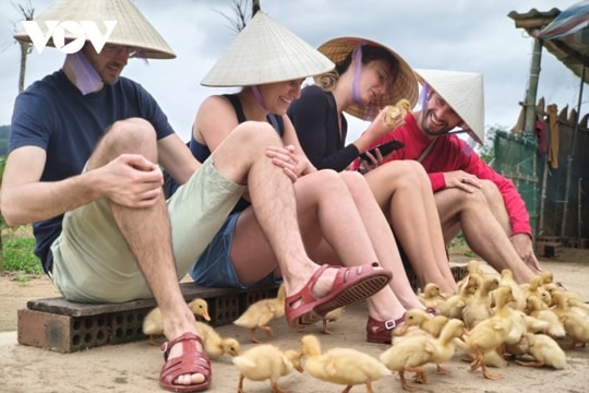 Quảng Trị: Trải nghiệm "massage vịt" độc đáo thu hút khách quốc tế