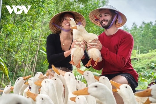 Quirky and calm: Why “duck massage” captivate visitors in Vietnam