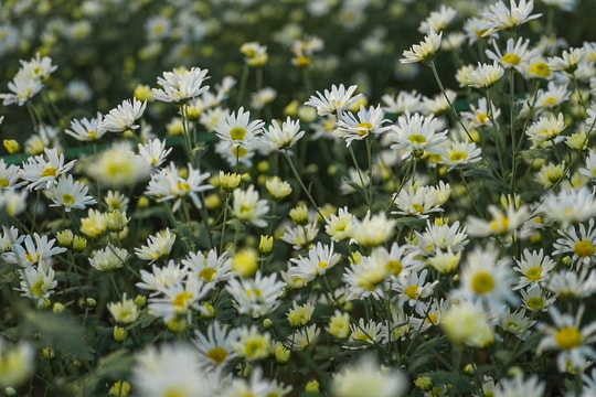 Out-of-season daisy garden draws visitors in central Da Nang