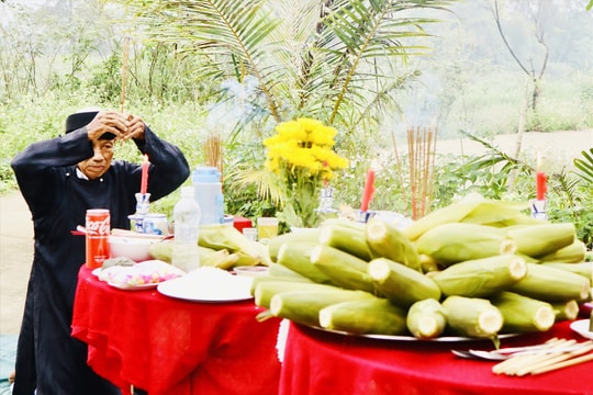 Cam Nam Sticky Corn Festival - Hoi An 2026 to take place on March 21 and 22