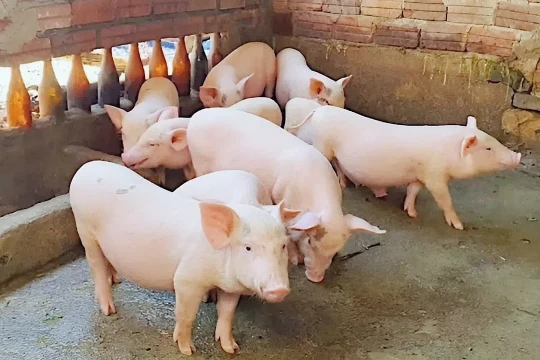 Giá heo hơi hôm nay 19/3/2026: Tăng mạnh cả 3 miền
