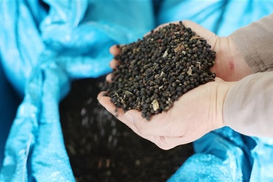 Giá tiêu hôm nay 20/3/2026 giảm trên diện rộng