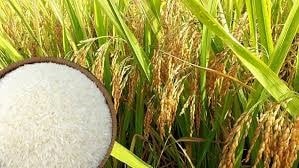 Giá lúa gạo ngày 20/3/2026: Giao dịch trầm lắng, gạo OM 5451 giảm nhẹ