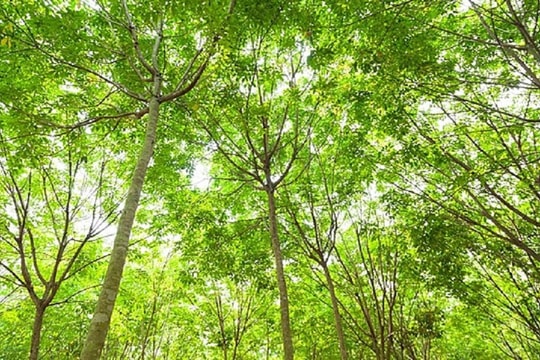 Giá cao su hôm nay 22/3: Sàn Thượng Hải và Singapore phục hồi, trong nước ổn định