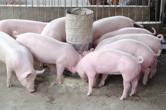 Giá heo hơi ngày 20/3: Miền Nam chạm mốc 68.000 đồng/kg, thị trường tăng diện rộng
