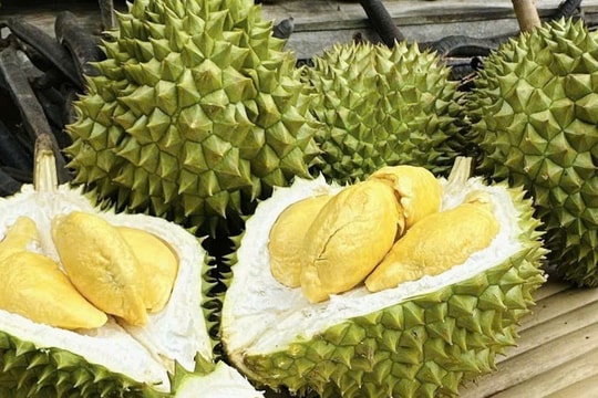 Giá sầu riêng đầu tuần hôm nay 23/3/2026: Ri6 tăng lên mức 95.000 đồng/kg