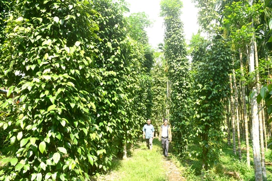 Động lực từ kinh tế vườn, trang trại