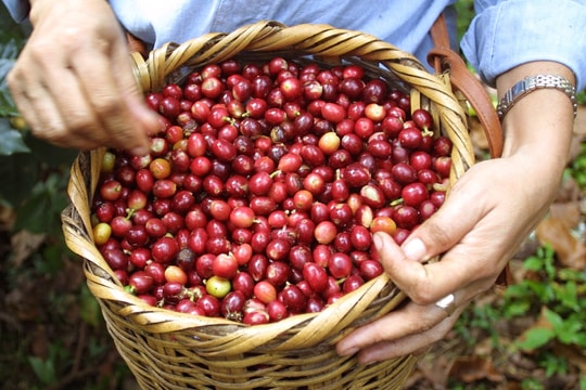 Giá cà phê hôm nay 25/3/2026: Trong nước tăng 500–600 đồng/kg