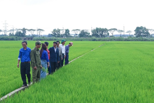 Ứng phó sâu bệnh hại lúa đông xuân