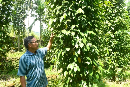 Xây dựng vùng nguyên liệu để phát triển nông nghiệp bền vững