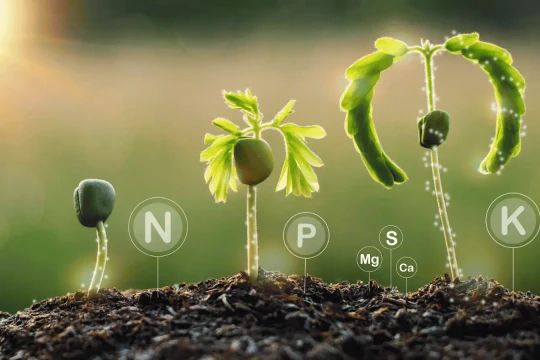 Cập nhật giá phân bón hôm nay 26/3/2026 mới nhất