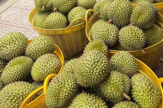 Giá sầu riêng hôm nay 26/3/2026: Sầu riêng trái vụ tăng gần gấp đôi năm trước
