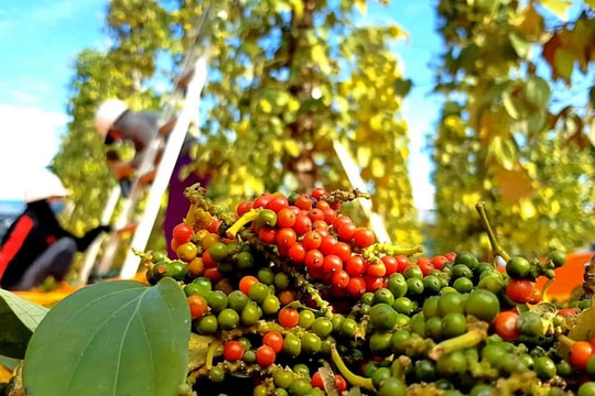 Giá tiêu hôm nay 26/3/2026: Giá trong nước ổn định