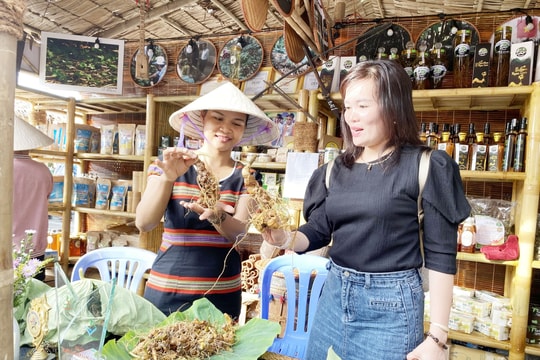 Siết chặt truy xuất nguồn gốc sâm Ngọc Linh