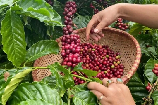 Giá cà phê hôm nay 30/3/2026: Lâm Đồng tăng 200 đồng