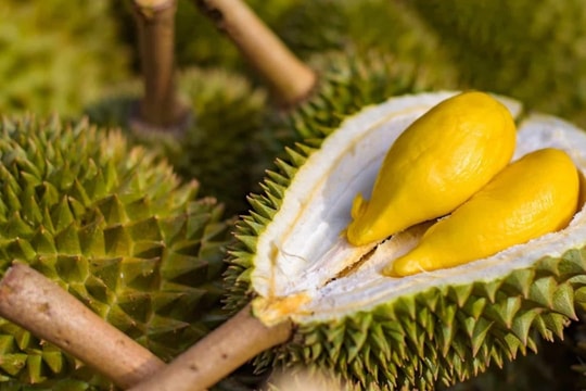 Giá sầu riêng hôm nay 30/3/2026: Thị trường đi ngang