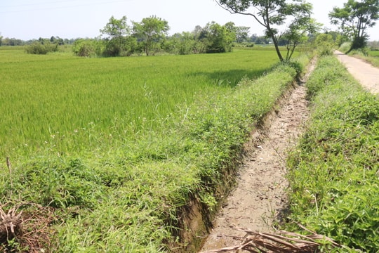 Đề nghị thủy điện tăng xả nước để đảm bảo tưới đợt cuối cho vụ lúa đông xuân