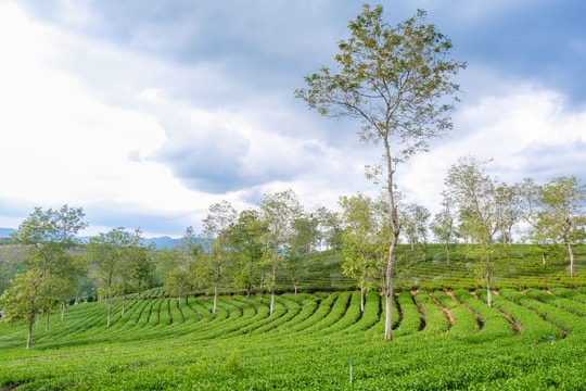 Thăm đồi chè Phước Lạc