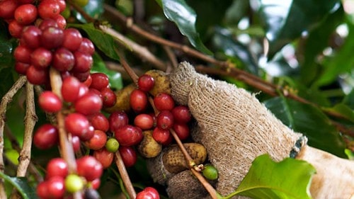 Việt Nam xây dựng chuẩn chất lượng mới nâng tầm giá trị cà phê Robusta toàn cầu