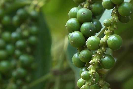 Giá tiêu hôm nay 1/4/2026: Trong nước giảm 2000 đồng