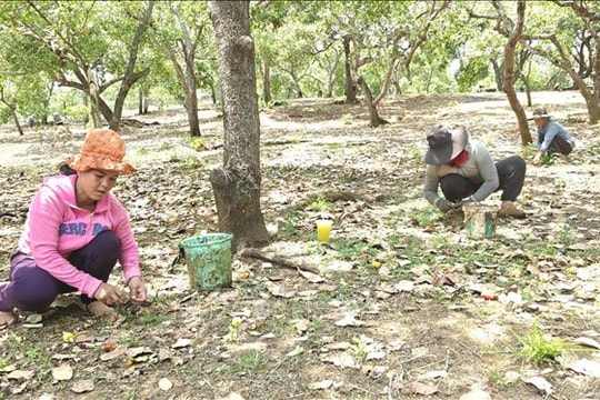 Giá hạt điều chạm mốc 37.000 đồng/kg nhưng nông dân Đồng Nai lo mất mùa
