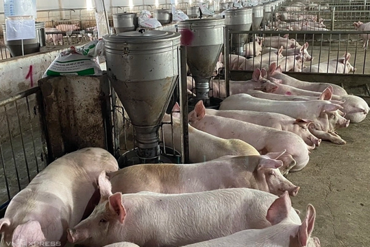 Giá heo hơi hôm nay 1/4/2026: Miền Bắc tăng nhẹ, miền Nam giảm