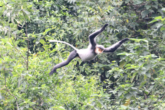 Conservation of the grey-shanked douc langur