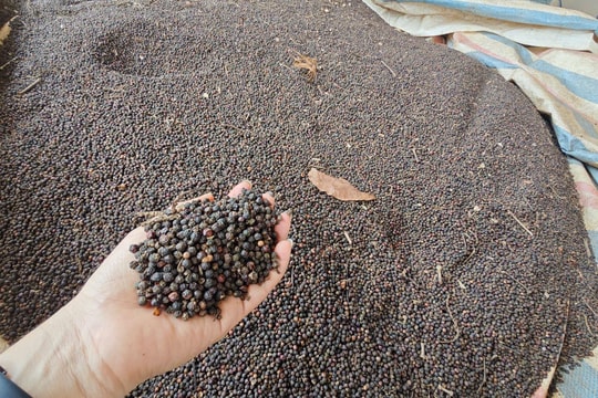 Giá tiêu hôm nay 3/4: Giảm 500-1.000 đồng/kg, cao nhất 139.000