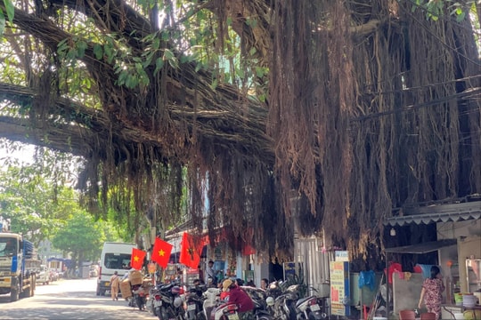 Điểm hẹn dưới bóng đa An Hải