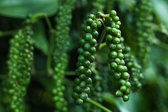 Giá tiêu hôm nay 4/4/2026: Trong nước 138.000-139.000 đồng