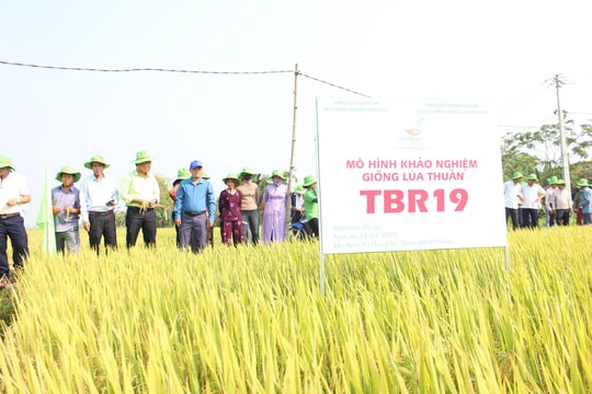 Đột phá năng suất từ giống lúa mới