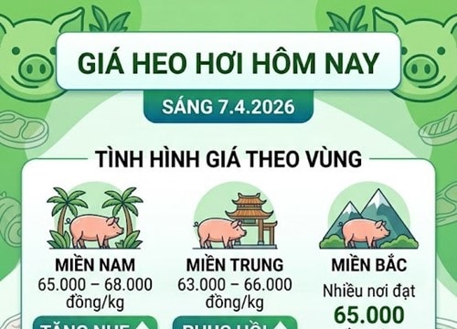 Giá heo hơi hôm nay 7/4: Tăng đồng loạt, mức cao nhất đạt 68.000 đồng/kg