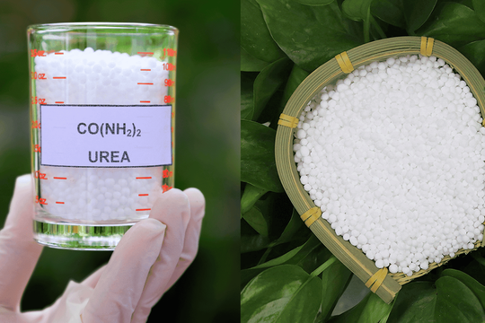 Giá phân bón tăng mạnh: Phân Ure tăng 54%